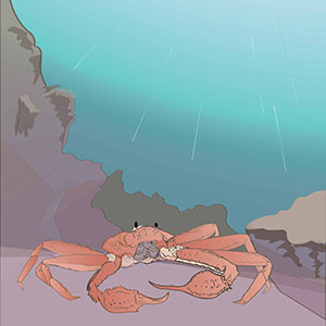 Snow Crab Illustration